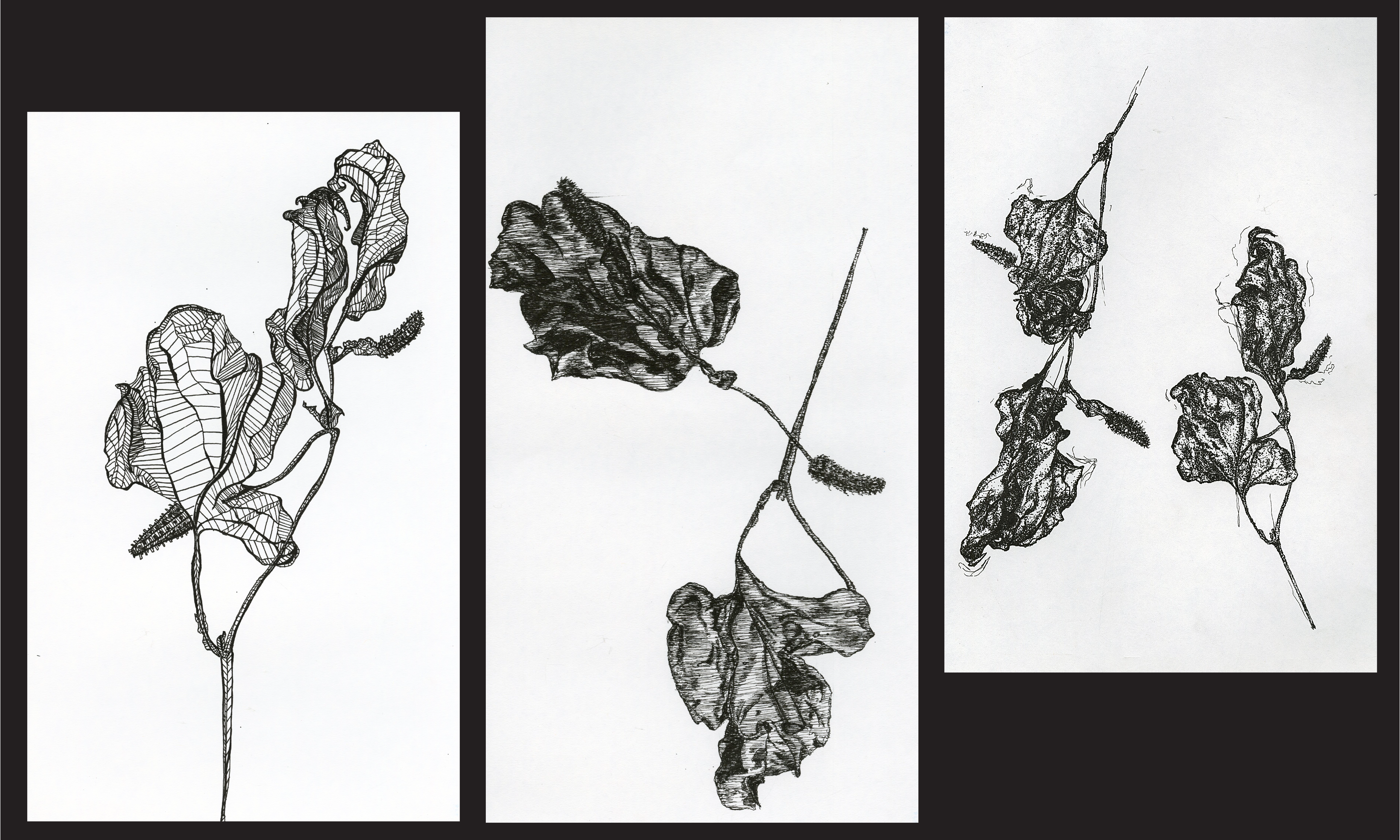 ink iterations of plants